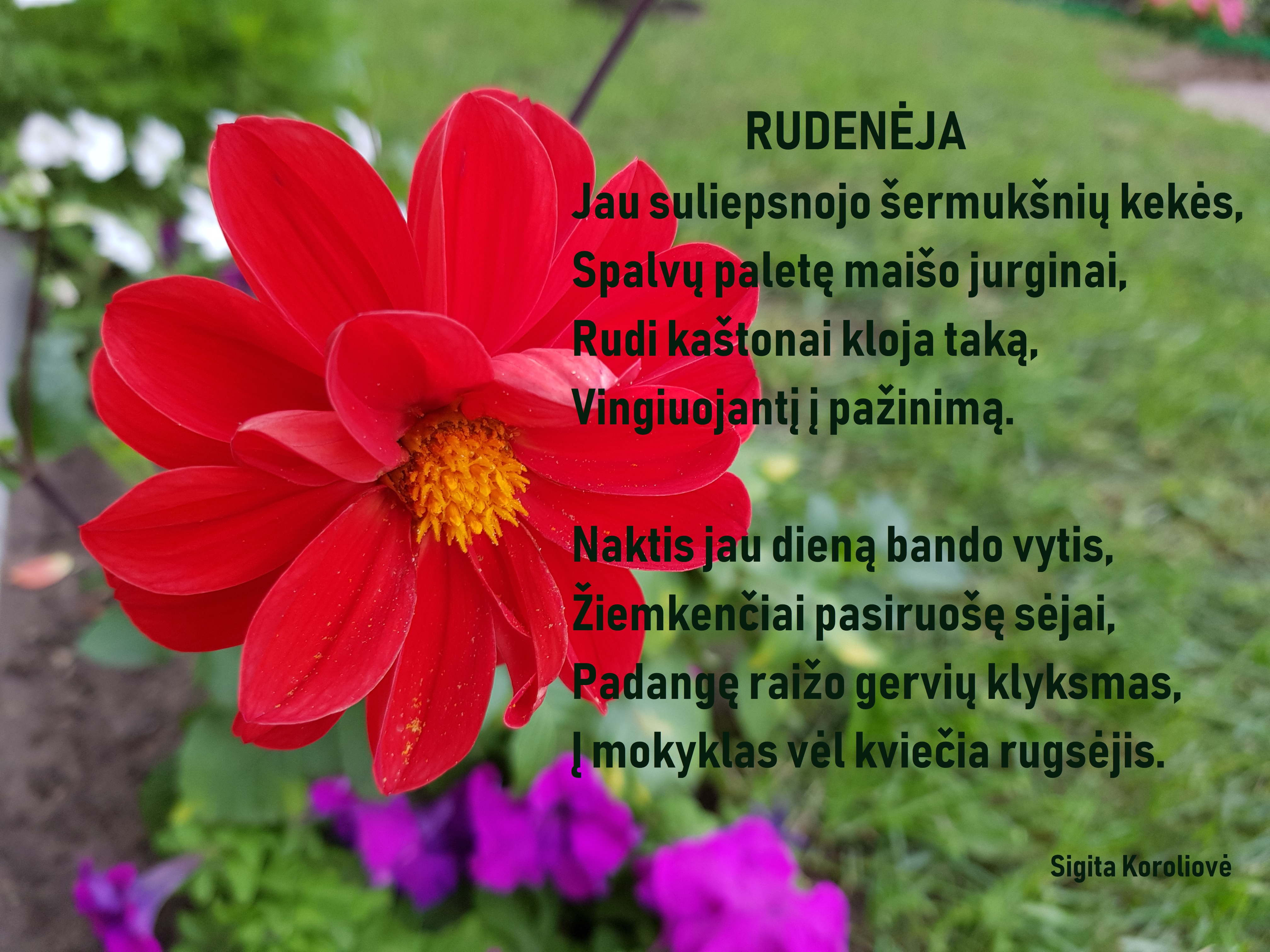 Rugsėjo pirmosios sveikinimas RUDENĖJA