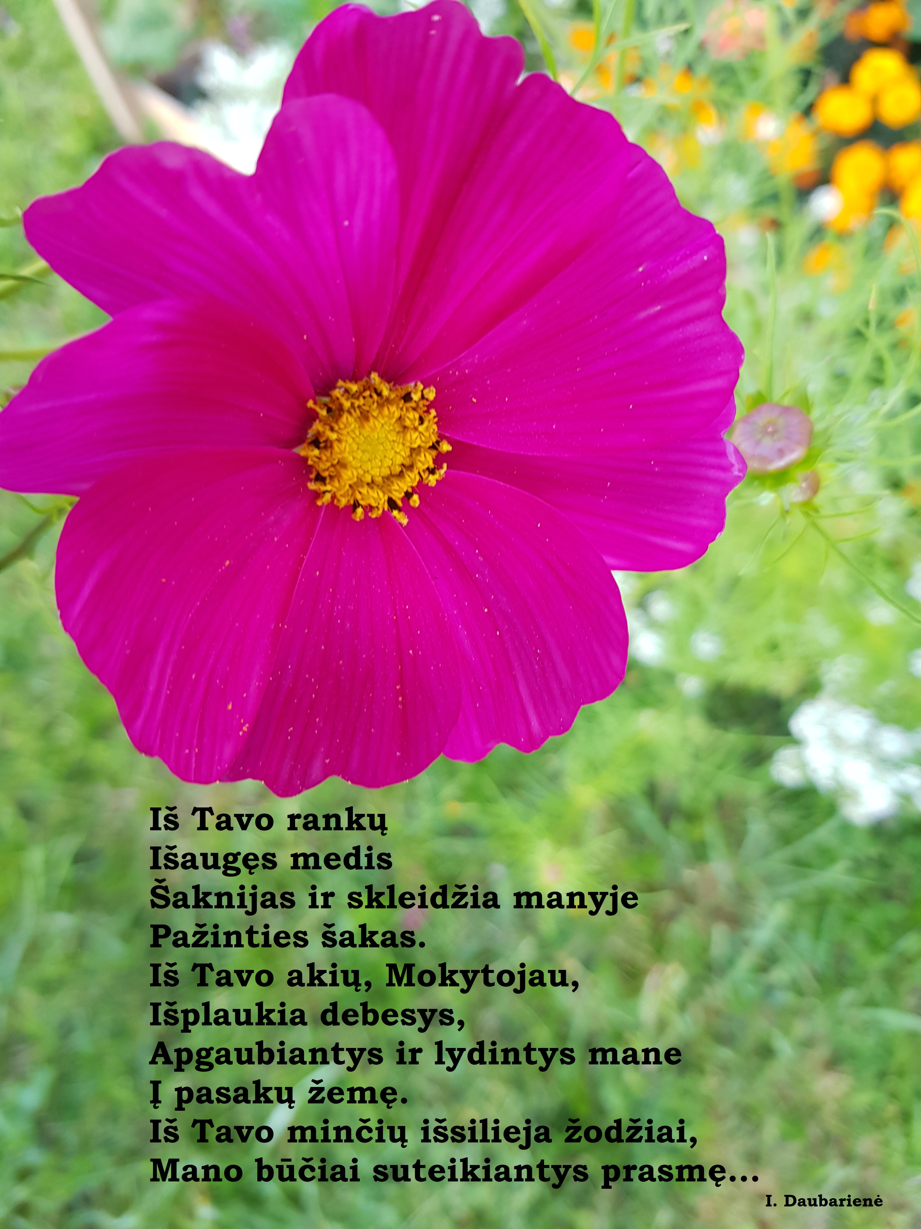 Sveikinimas Mokytojams